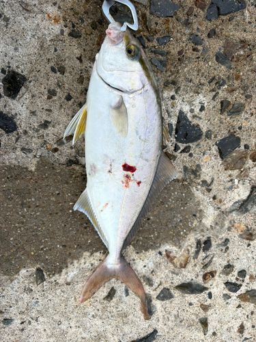 サゴシの釣果