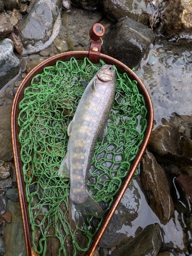 イワナの釣果