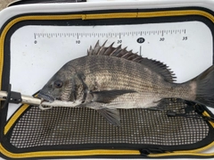 チヌの釣果