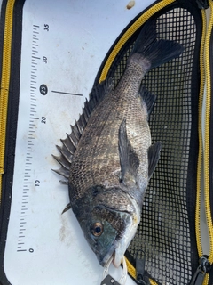 チヌの釣果