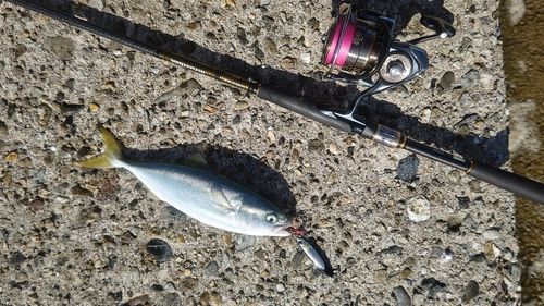 ツバスの釣果