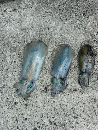 アオリイカの釣果
