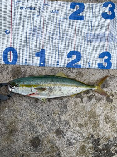 ツバスの釣果