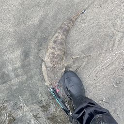 マゴチ
