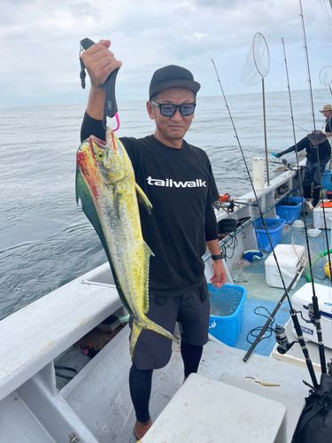 シイラの釣果