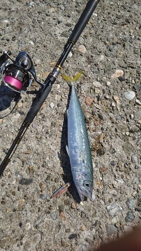 サバの釣果