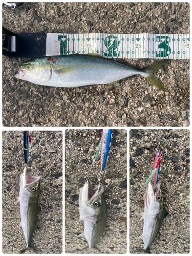 ツバスの釣果
