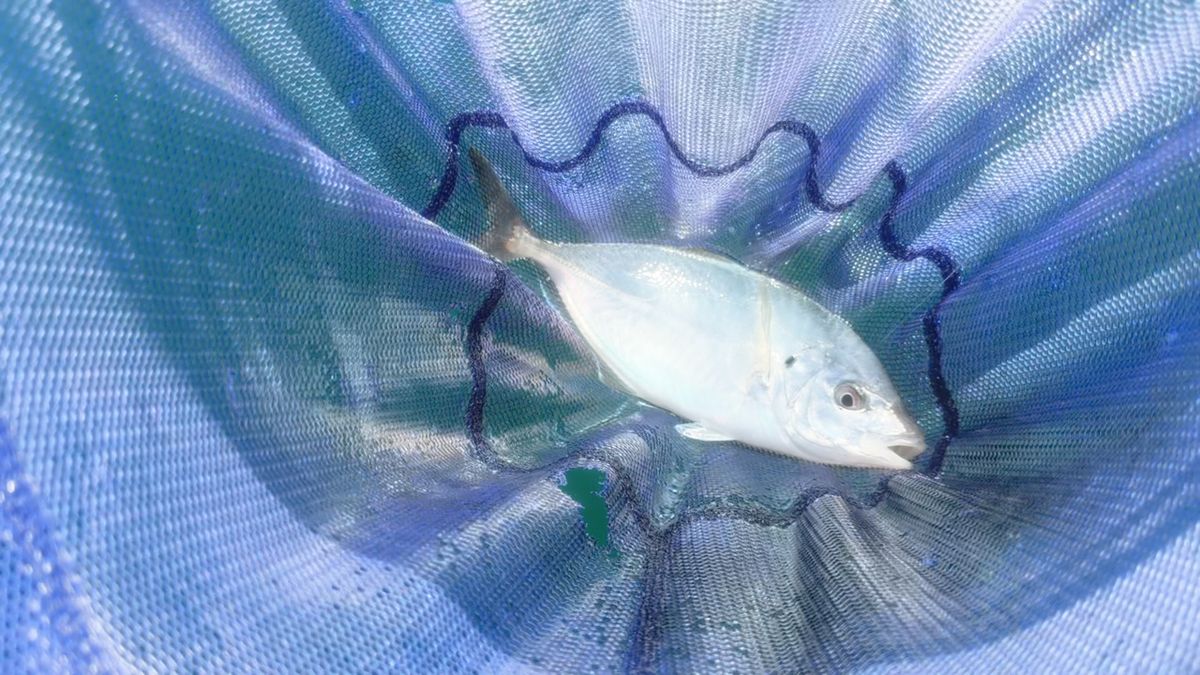 利央(りおう)さんの釣果 1枚目の画像