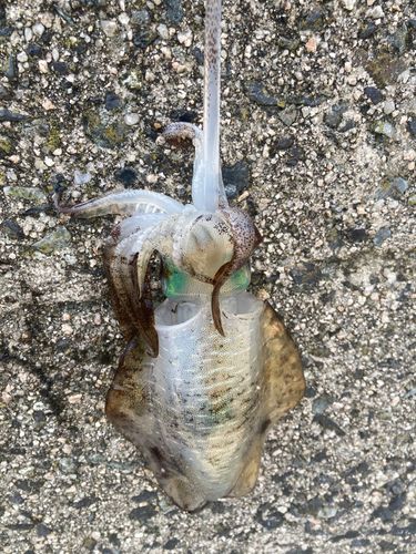 アオリイカの釣果