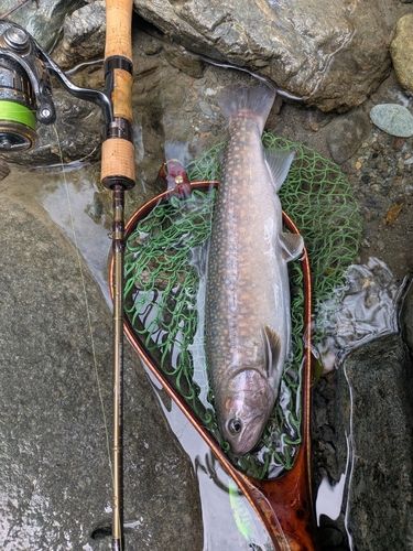 イワナの釣果
