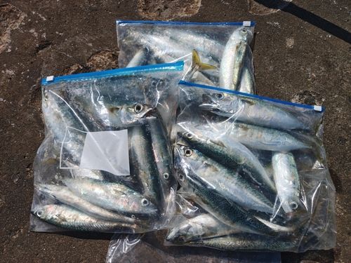 サバの釣果