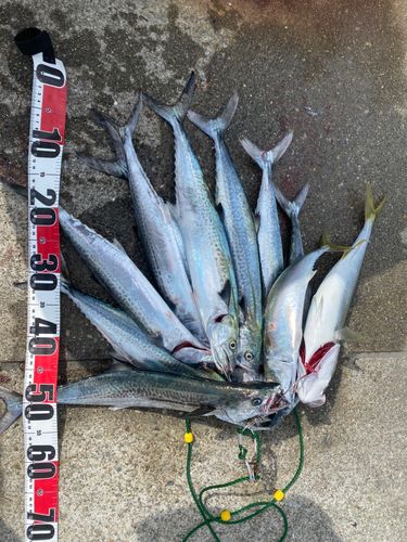 サゴシの釣果