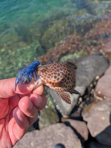 駿河湾