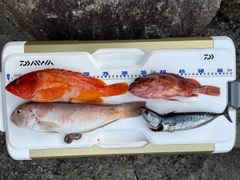シロアマダイの釣果