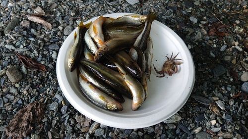 カワムツの釣果