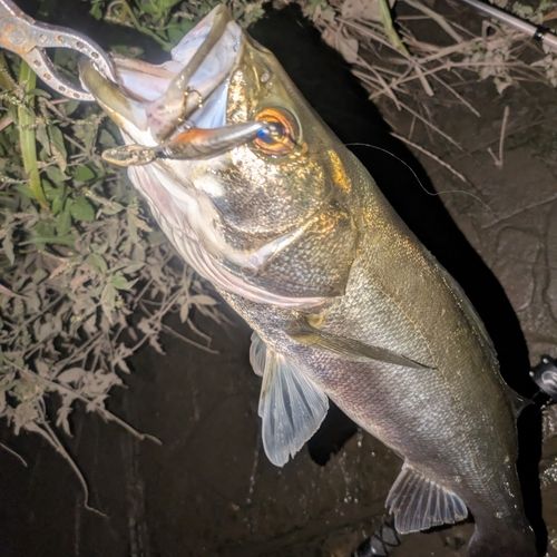 シーバスの釣果