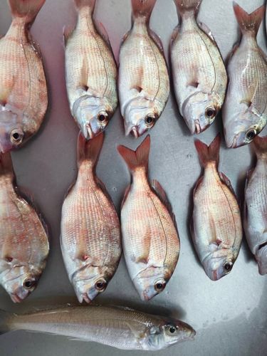 キスの釣果