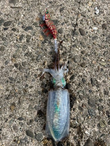 アオリイカの釣果