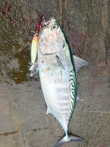 スマカツオの釣果