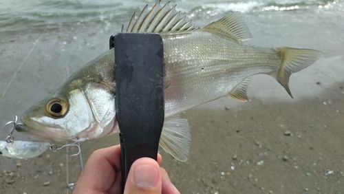 セイゴ（マルスズキ）の釣果