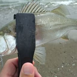 セイゴ（マルスズキ）