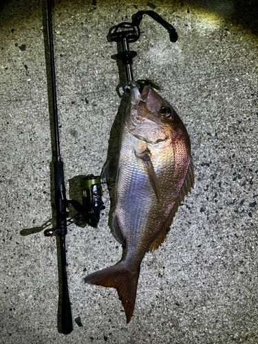 タイの釣果