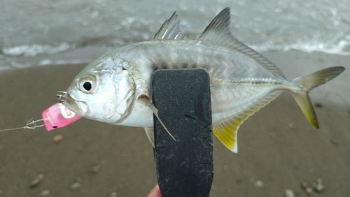 メッキの釣果
