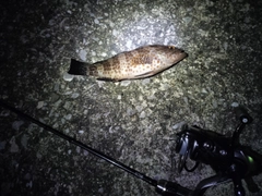 オオモンハタの釣果