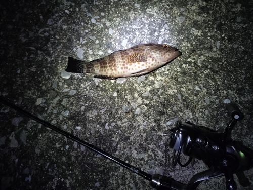 オオモンハタの釣果