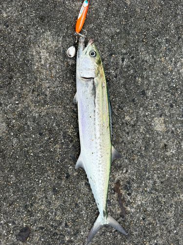 サゴシの釣果