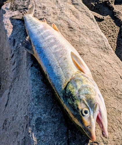 シロザケの釣果