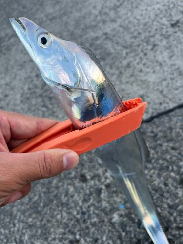 タチウオの釣果