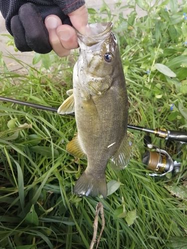 スモールマウスバスの釣果