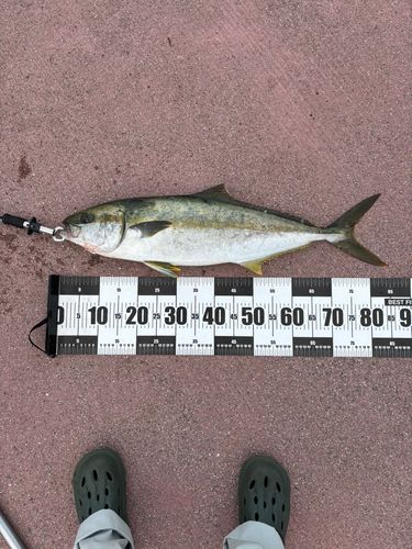 ヒラマサの釣果