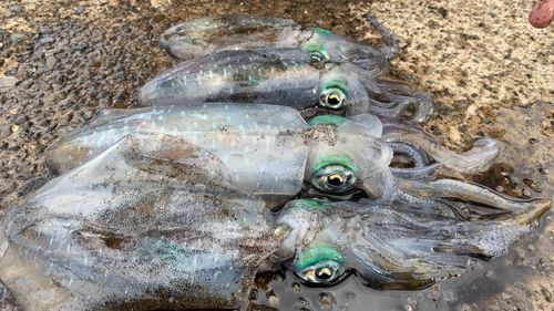 アオリイカの釣果