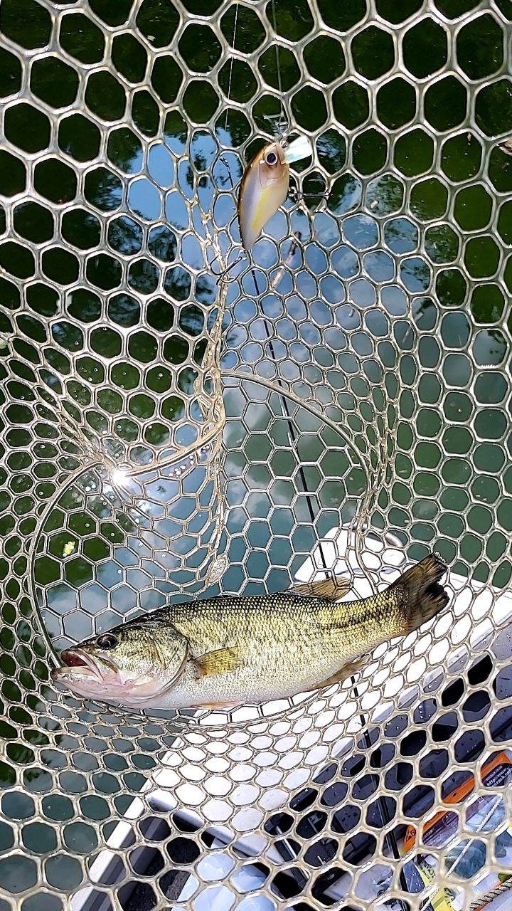 ラージマウスバス