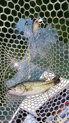 ラージマウスバスの釣果
