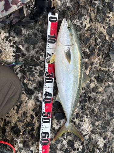 フクラギの釣果