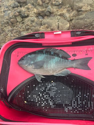 クチブトグレの釣果