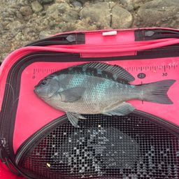 クチブトグレ