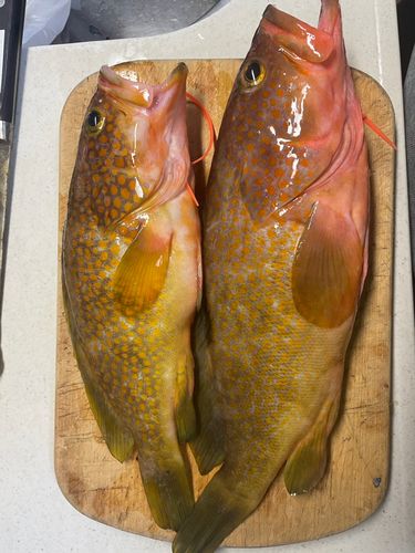 キジハタの釣果