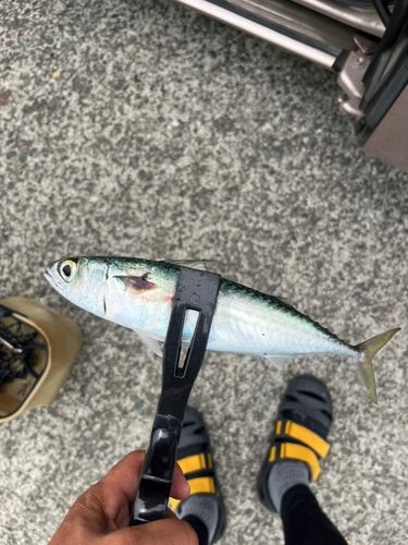 サバの釣果