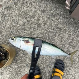 サバ