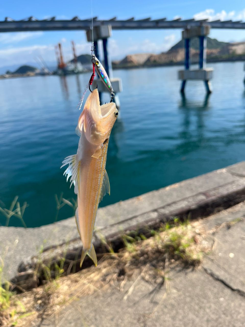 サバ