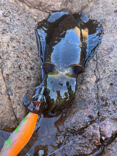 アオリイカの釣果
