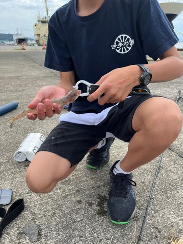 エソの釣果