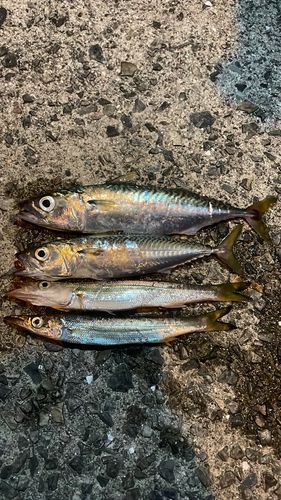 カマスの釣果