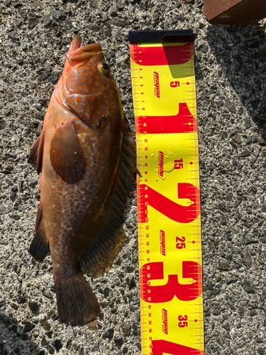 キジハタの釣果