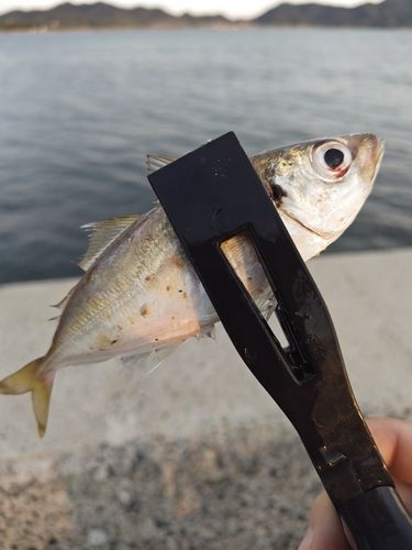 マアジの釣果