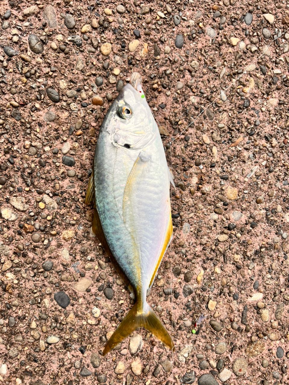 シマアジ